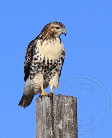 juvenile Red-tailed Hawk