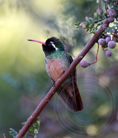 male Xantus's Hummingbird