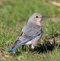 female Mountain Bluebird