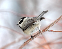 Mountain Chickadee with a bit of snow on its bill