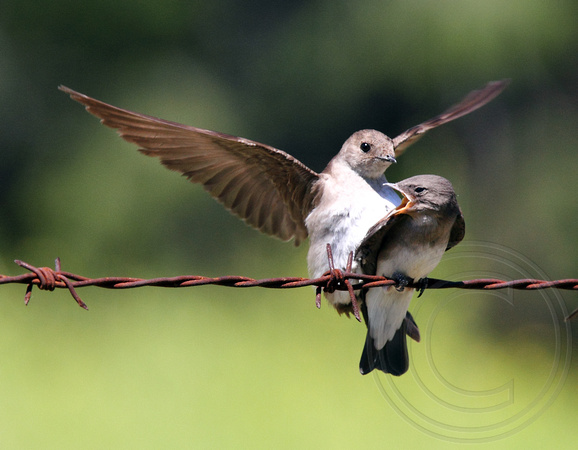 Northern Rough-winged Swallow - parent landing on juvenile's back?