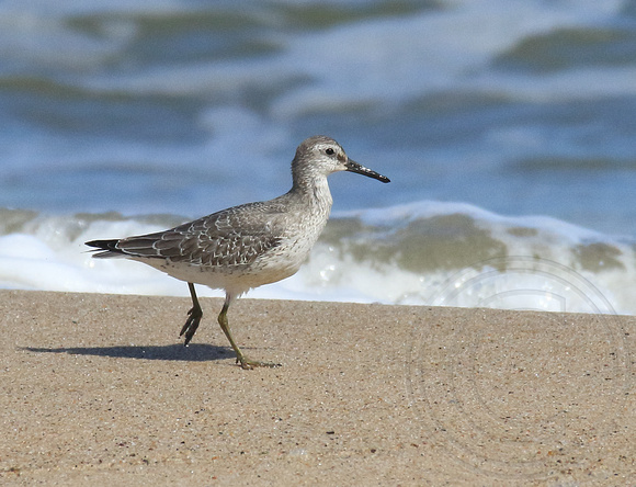 Red Knot -late summer