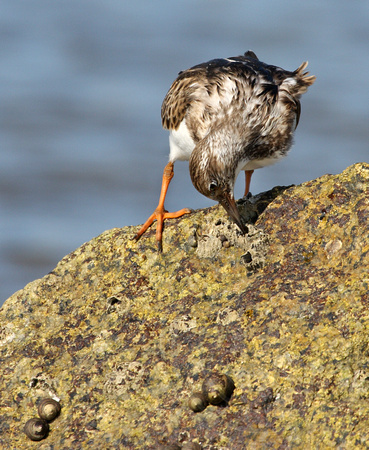 juvenile Ruddy Turnstone feeding on a barnacle