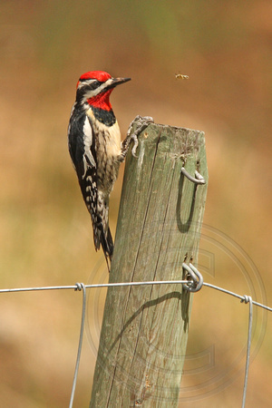 male Red-naped Sapsucker with bug