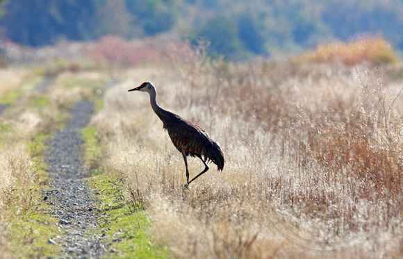 lone crane at Vaseux marshes