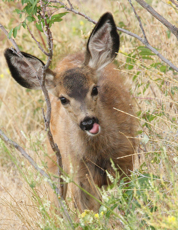 Mule Deer Fawn feeding in neighbour's yard