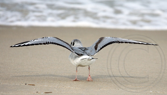 Bonaparte's Gull, non-breeding back pattern
