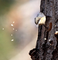 Pygmy Nuthatch excavating a nest