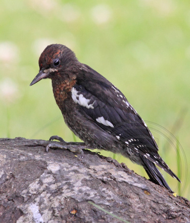 Red-breasted Sapsucker juvenile