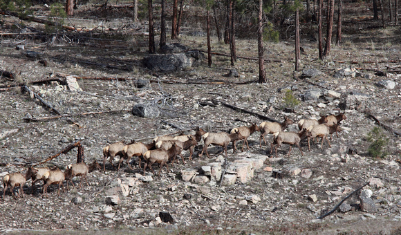 Elk herd in Penticton