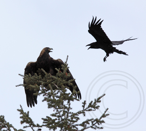 Raven harassing the golden eagle minutes after it was released into the wild