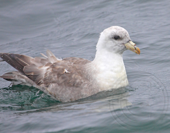 Various phases of Northern Fulmar - light