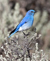 Male Mountain Bluebird on Big Sagebrush