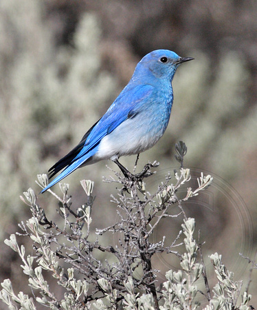 Male Mountain Bluebird on Big Sagebrush