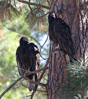Pair of Vultures waiting their turn near a carcass