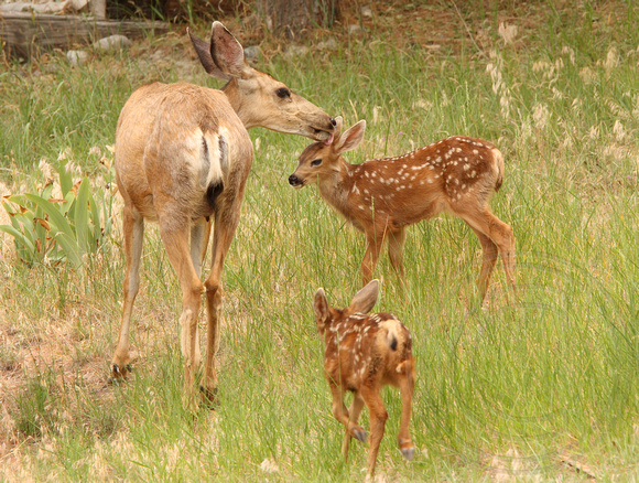 Mule Deer mom and twin fawns