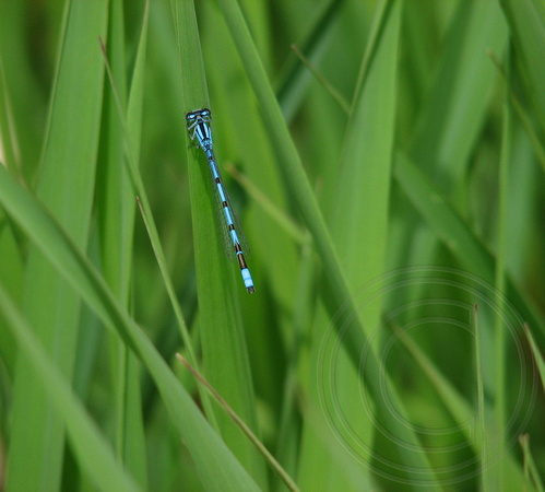 Bluet hiding in grass