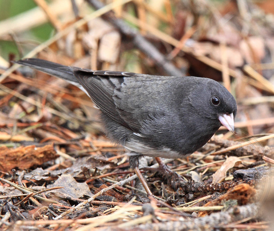 The darkest "slate-coloured" Junco I have seen in our yard