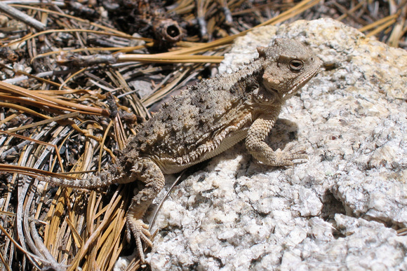 Horned Lizard (by Catherine Neish)