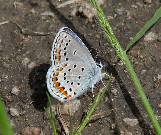 Melissa Blue butterfly