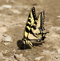 Western Tiger Swallowtail puddling