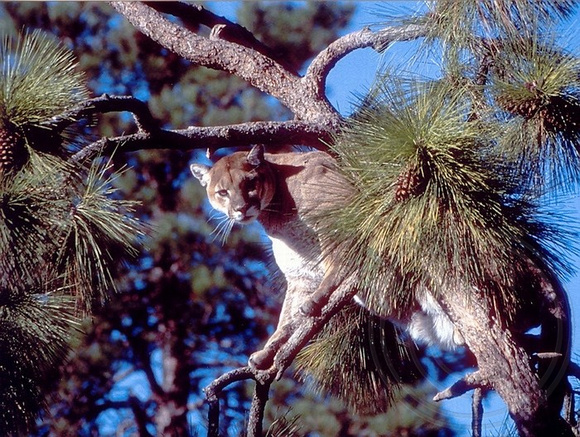 Cougar in a Ponderosa Pine