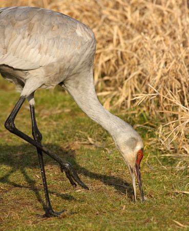 Sandhill Crane feeding