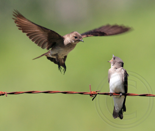 Northern Rough-winged Swallow coming in to feed fledgling