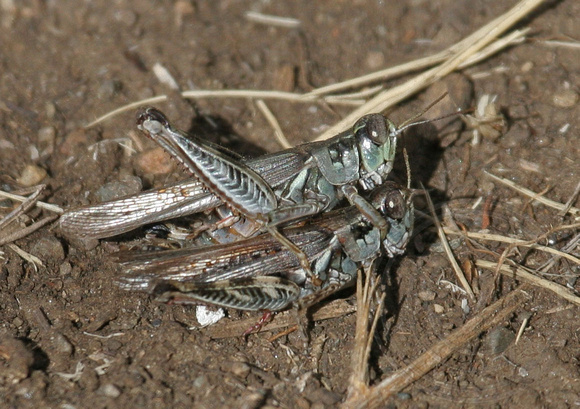 grasshoppers mating