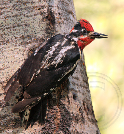 male Red-naped Sapsucker carrying food for nestlings