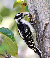 young Downy Woodpecker
