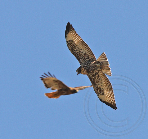 adult Red-tailed Hawk flying with a begging juvenile