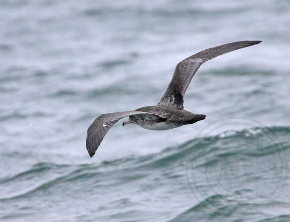 Back view of Pink-footed Shearwater