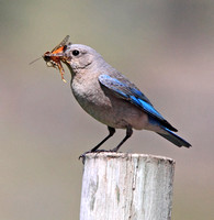 female Mountain Bluebird with food for young