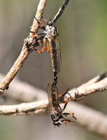 Robber Flies mating