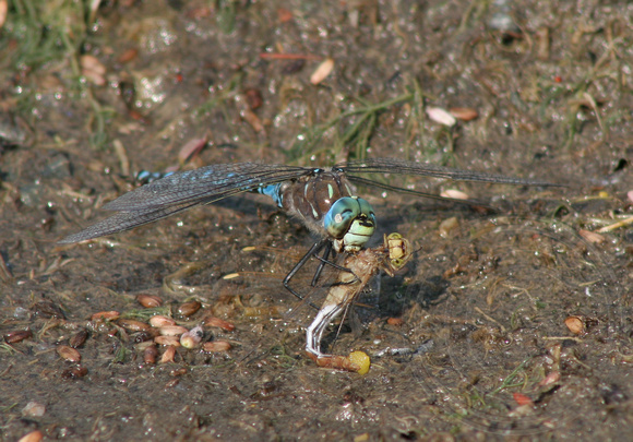 Variable Darner eating an egg laying Meadowhawk sp.