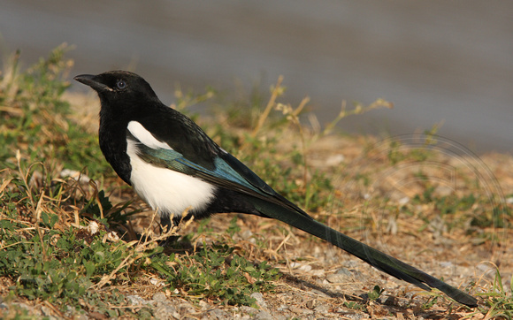 young Black-billed Magpie