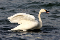 adult Tundra Swan