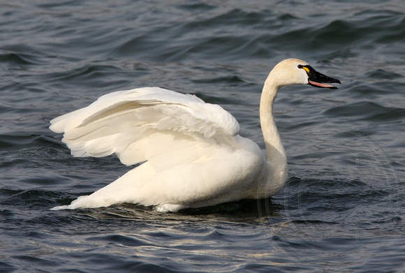 adult Tundra Swan