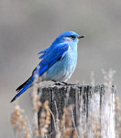 banded bluebird---BLUE
