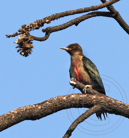 juvenile Lewis's Woodpecker