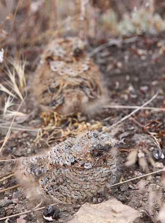 Chicks on ground a short distance from original nest scrape