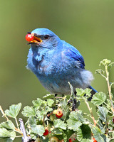 the male was showing its juvenile where to forage - in a tasty berry bush!