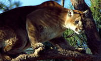 Cougar or Mountain Lion looking stealthy