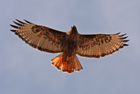Red-tailed Hawk, dark rufous morph