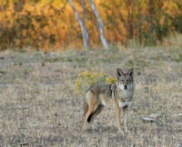 Coyote in autumn