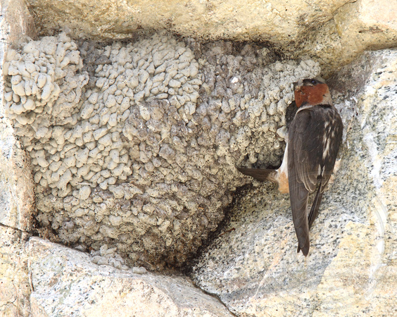 lower nest on rock face, parent with a crop full of goodies