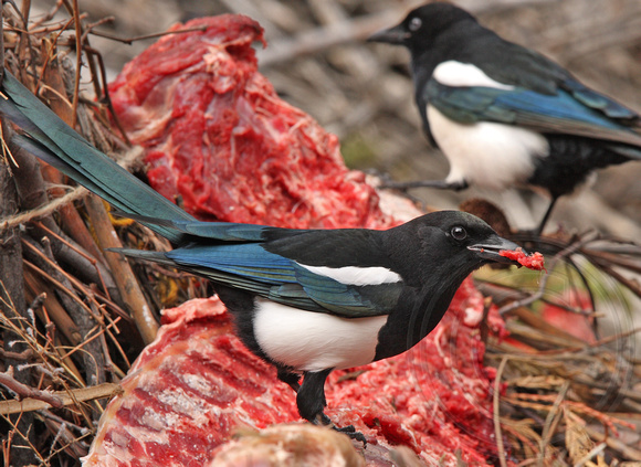 magpies enjoying the the rib special