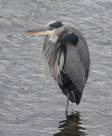Great Blue Heron in tradtitional "thinking" pose
