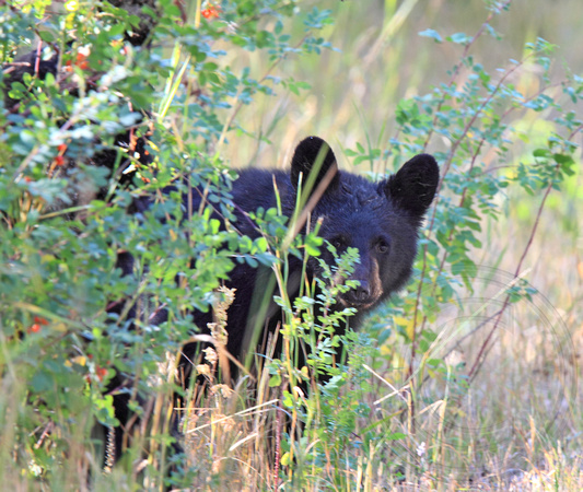Black Bear cub on the side of the road